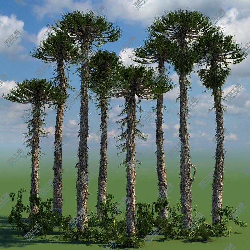 images/goods_img/2021040231/Prehistoric Conifer Trees Collection Arucaria/4.jpg